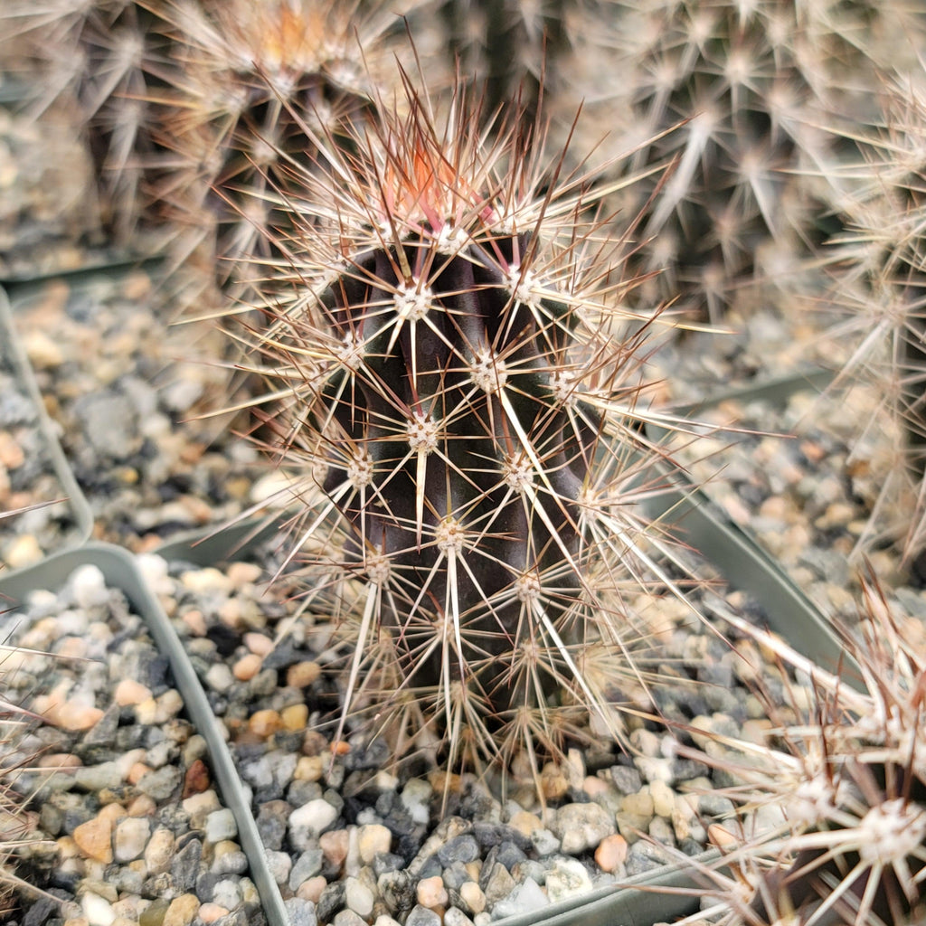 Stenocereus machaerocereus eruca