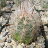 Old Man of the Mountain Cactus ‘Oreocereus trollii’