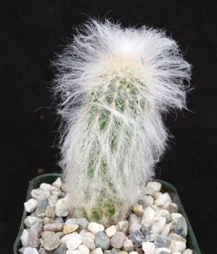 Espostoa lanata peruvian old man