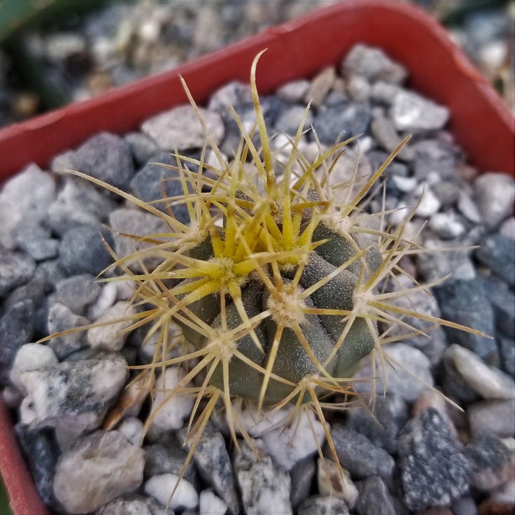 Ferocactus chrysacanthus