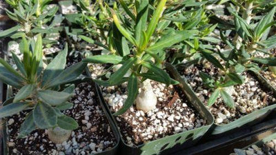 Pachypodium bispinosum