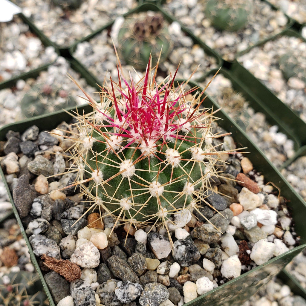 Ferocactus pottsii alamosanus
