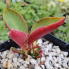 Monadenium spectabile