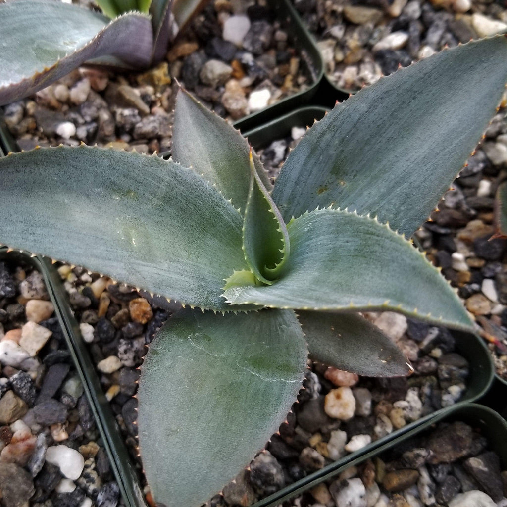 Agave pablocarrilloi