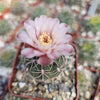 Gymnocalycium ritterianum