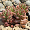 Pink Jellybean Succulent - Sedum rubrotinctum aurora