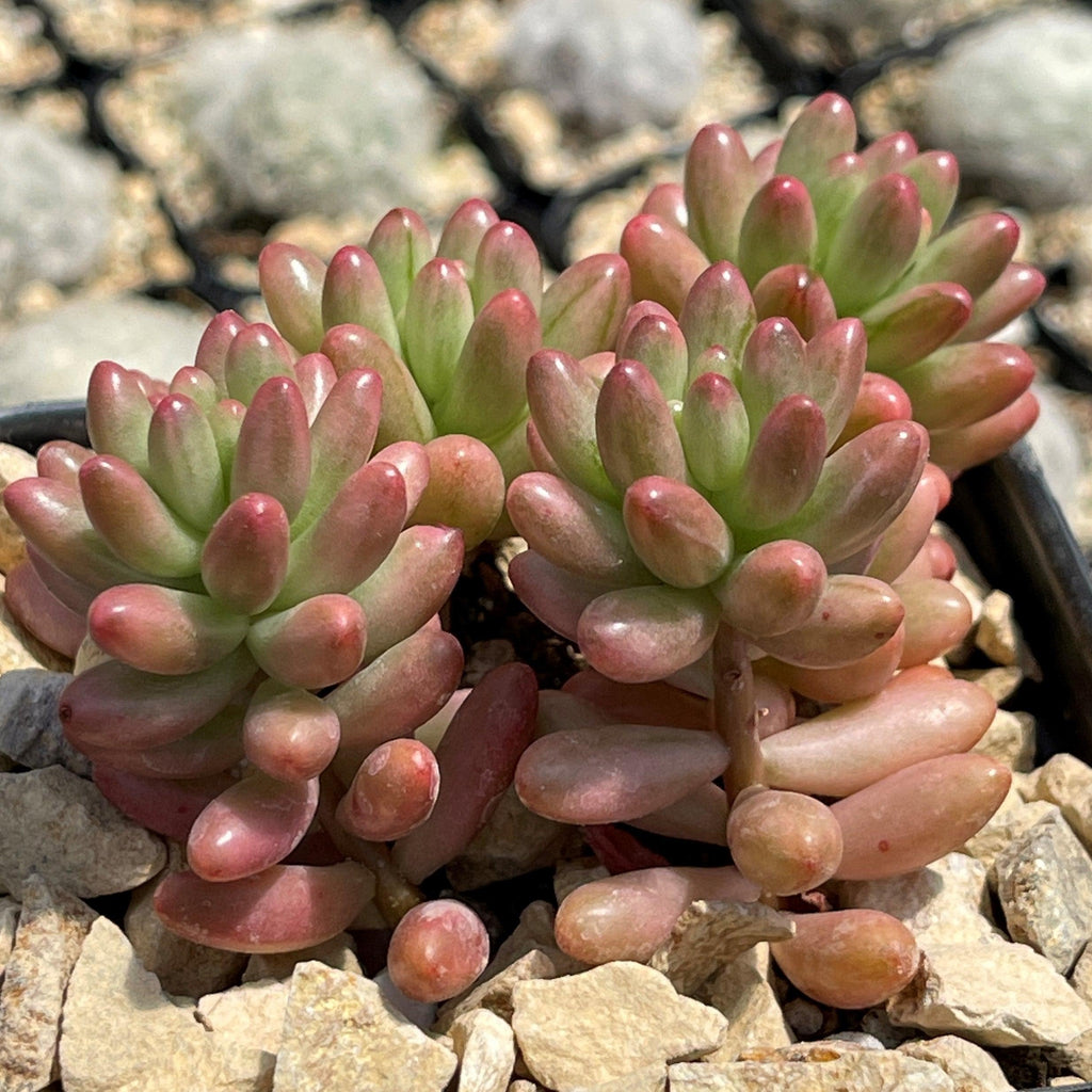 Pink Jellybean Succulent - Sedum rubrotinctum aurora