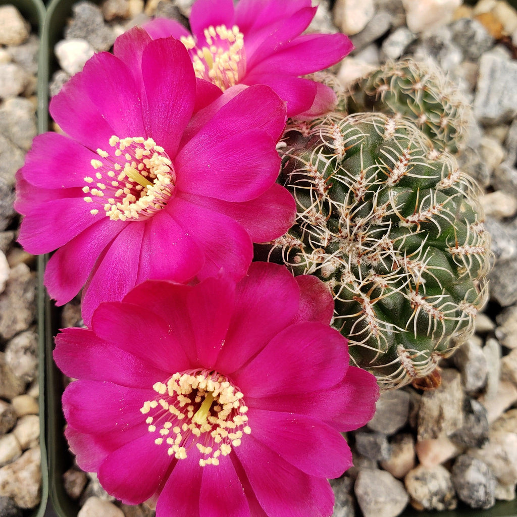 Sulcorebutia Zavaletae