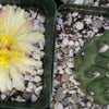 Copiapoa esmeraldana