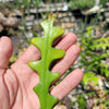 Selenicereus anthonyanus Fishbone Cactus Cutting