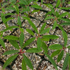 Euphorbia mahabobokensis