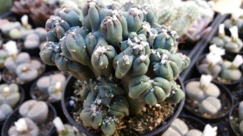 Cereus forbesii monstrose &