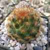 Mammillaria carmenae