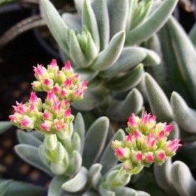 Crassula Mesembryanthemoides