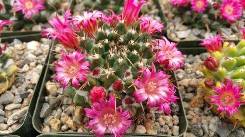 Mammillaria bucareliensis