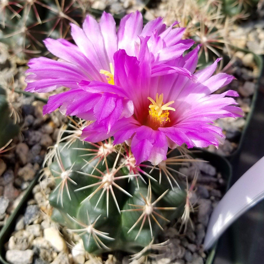 Thelocactus bueckii