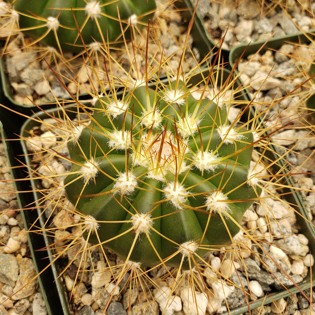 Buiningia brevicylindrica var. longispina