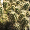 Echinocereus sanpedroensis