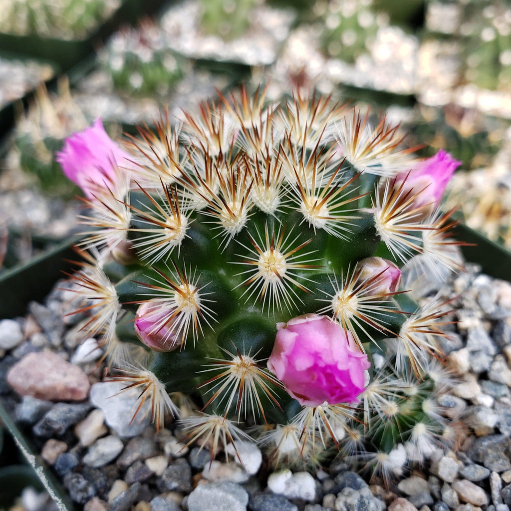 Mammillaria lauii subducta
