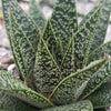 Gasteria Flow