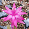 Schlumbergera bridgesii christmas cactus 3 cuttings