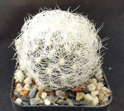 Neoporteria nidus senilis