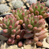 Pink Jellybean Succulent - Sedum rubrotinctum aurora