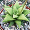 Haworthia rigida