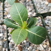 Adenium Obesum Shada