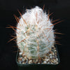 Old Man of the Mountain Cactus ‘Oreocereus trollii’