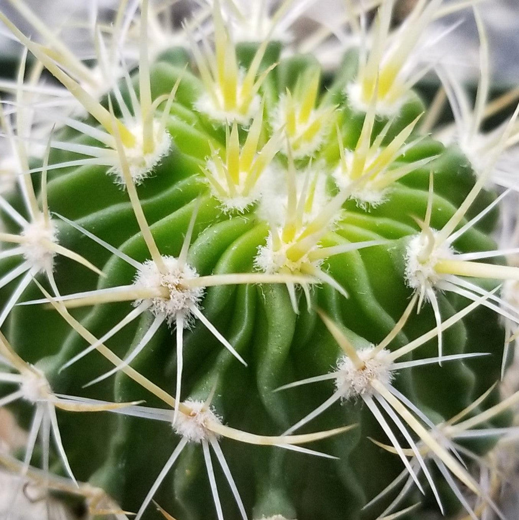 Echinofossulocactus longispinus