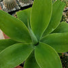 Foxtail Agave - Agave attenuata