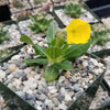 Pachypodium brevicaule