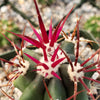 Ferocactus rectispinus