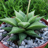 Haworthia rigida