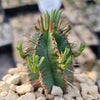 Euphorbia aggregata