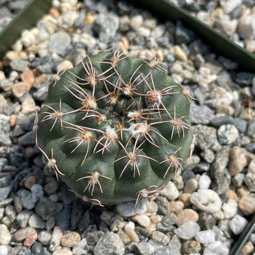 Gymnocalycium ruta
