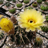 Notocactus tureczekianus