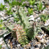 Huernia saudi arabica