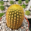 Weberbauerocereus johnsonii