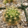 Lobivia Echinopsis hertrichiana