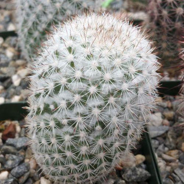 cactus origin Mammillaria albicans