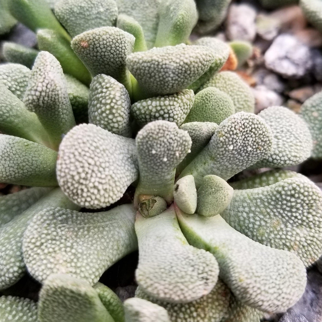 Aloinopsis villetii