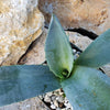 Century Plant - Agave Americana