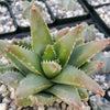 Crocodile Plant &