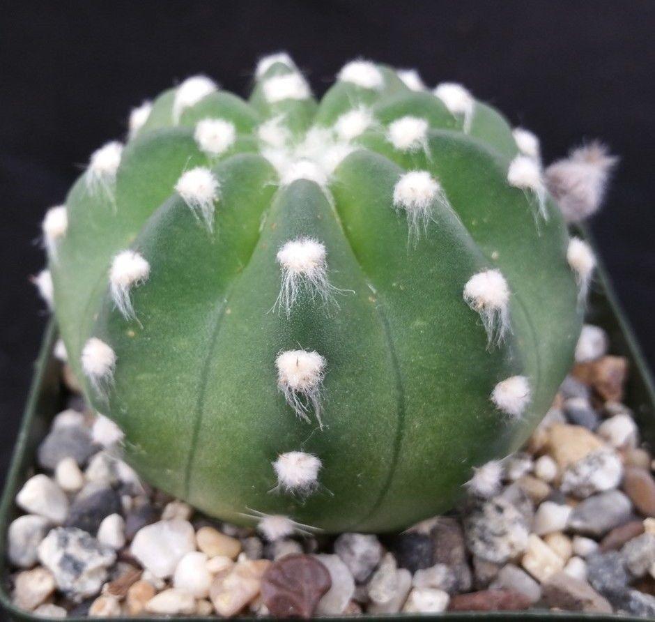 Domino Cactus - Echinopsis subdenudata &