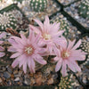 Gymnocalycium bruchii