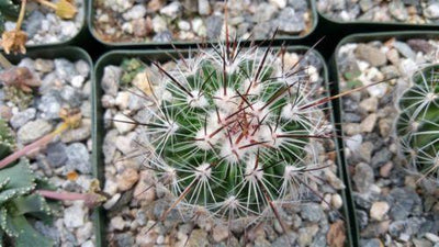 Echinofossulocactus zacatecasensis