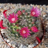 Mammillaria bocasana v. rosalviflora