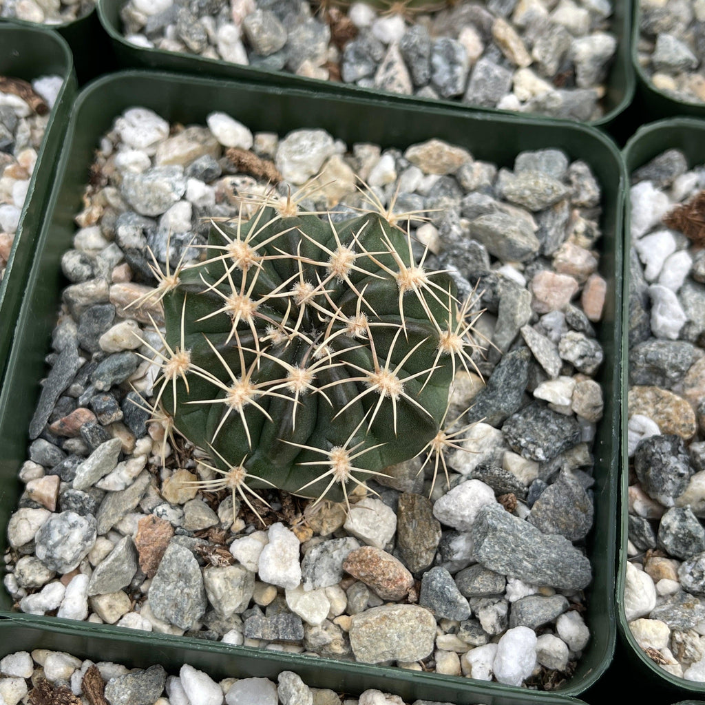Lobivia pojoensis grandiflora